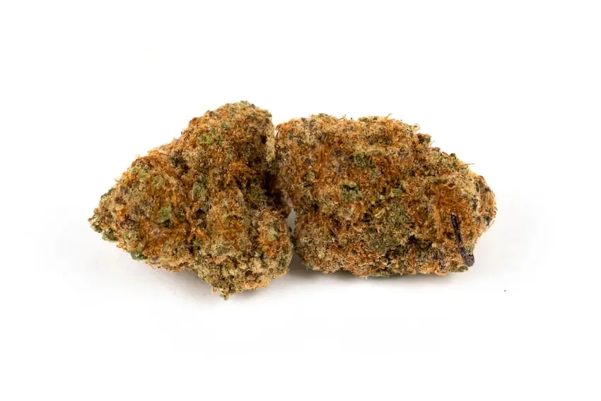 Gorilla Glue