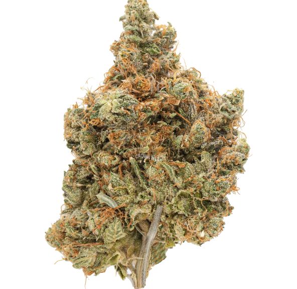 7G- Predator Pink