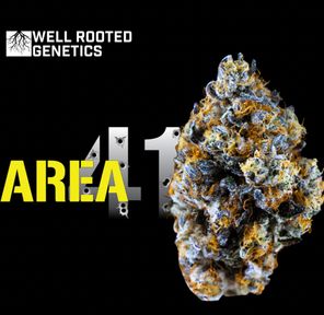 Area 41 - Well Rooted