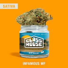 GLASS HOUSE FARMS - INFAMOUS MF - 3.5G - SATIVA