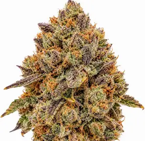 Bananaconda