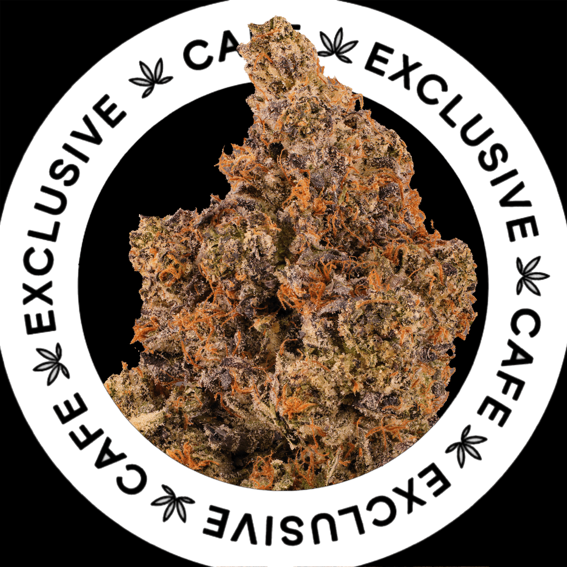 7G CAFE EXCLUSIVES- YSL PINK