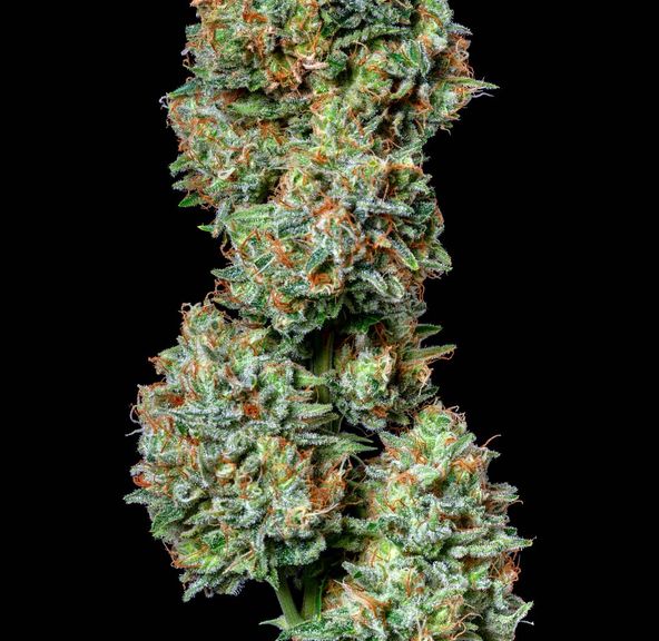 Alt Sol | Blood Orange - Flower | 3.5g | Sativa