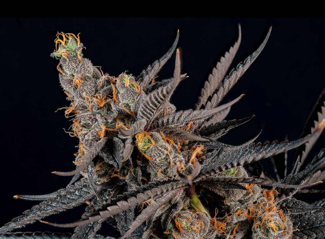 Flower- London Pound Cake 3.5g