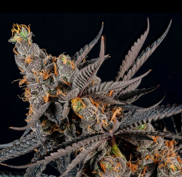 Flower- London Pound Cake 3.5g