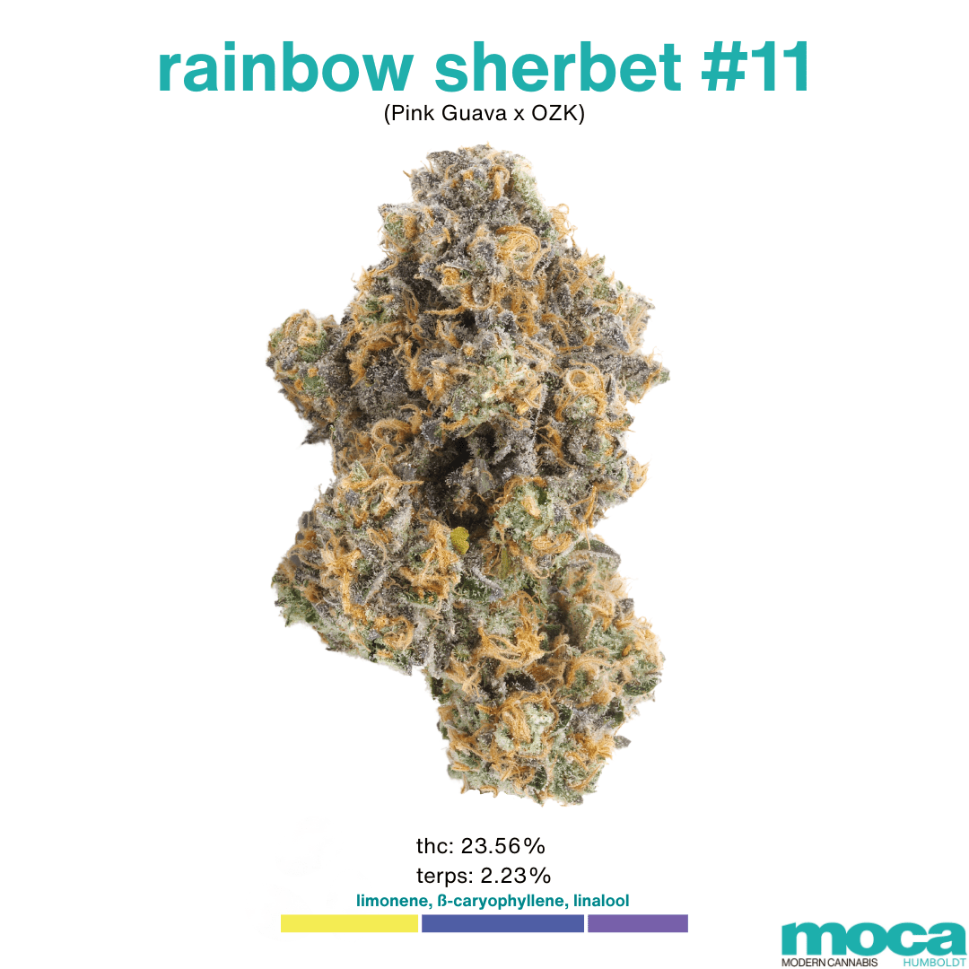 MOCA Flowers - 1/8th Jar - Rainbow Sherbet 11