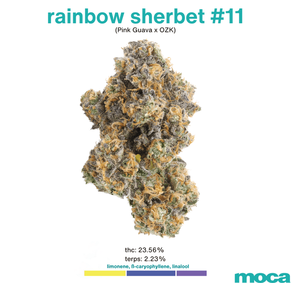MOCA Flowers - 1/8th Jar - Rainbow Sherbet 11