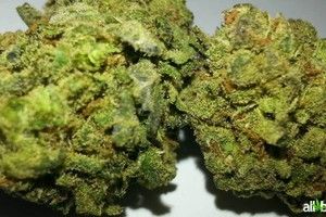 Jack Flash | Hybrid| THC=18.82| Terps=.38