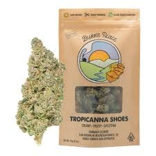Burr's Place 28g Tropicana Shoes $80