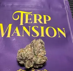 Terp Mansion