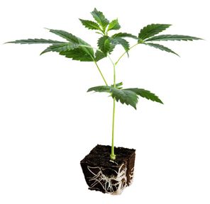 Afghani Clone