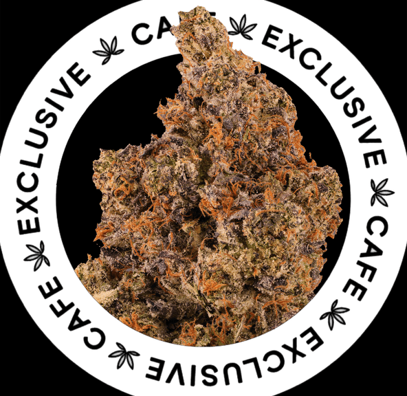 7G CAFE EXCLUSIVES- YSL PINK