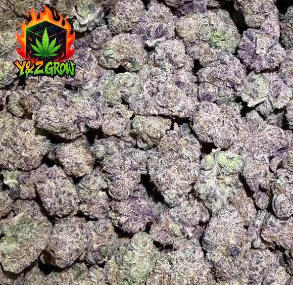 ? Fresh off the vine? Banana Pancakes (Hybrid) Premium