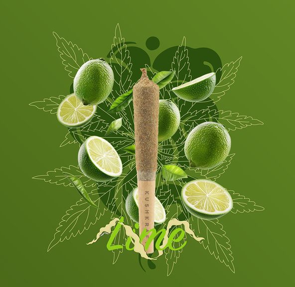 1 x 0.5g Infused Sticky Banger Pre-Roll Indica Lime by KushKraft