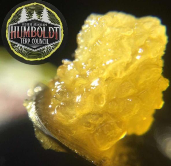 Humboldt Terp Council - Gasolina