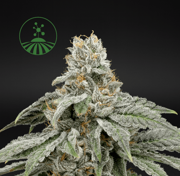 Molecular Farms | Sunday Driver - Flower | 3.5g | Sativa-Hybrid