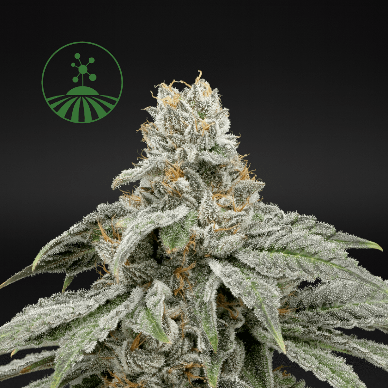 Molecular Farms | Sunday Driver - Flower | 3.5g | Sativa-Hybrid