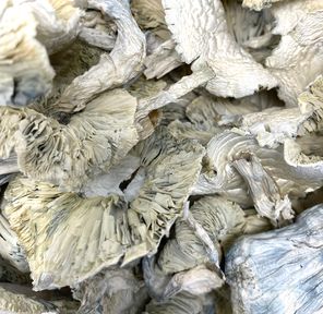 Albino Trinity Mushroom