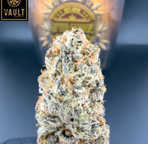 7G -GIFTED GARDENS | DANTE’S INFERNO (AAAA+)
