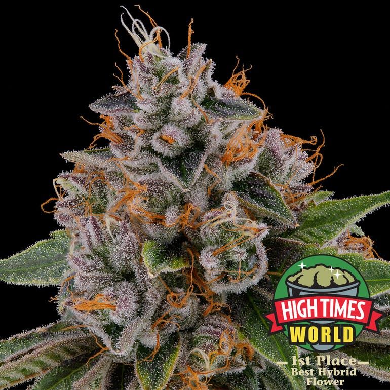 Cannabiotix | Kush Mountains 31.70% THC 3.5g