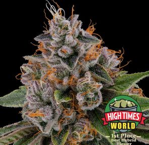 Cannabiotix | Kush Mountains 31.70% THC 3.5g