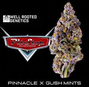 Akira Pit Stop - Well Rooted