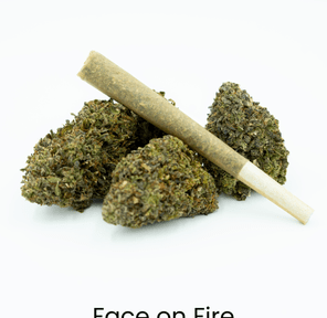 . Mini Preroll Face on Fire 0.35g 10ct