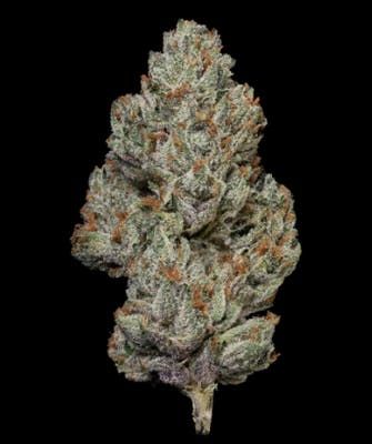 MVN- Gelato Gas - Eighth - PP