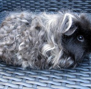 Guinea Pig - Curly