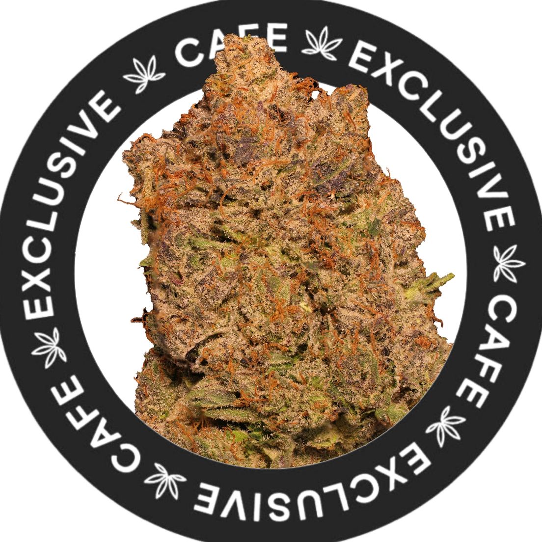 7G CAFE EXCLUSIVES- PINK DEATH
