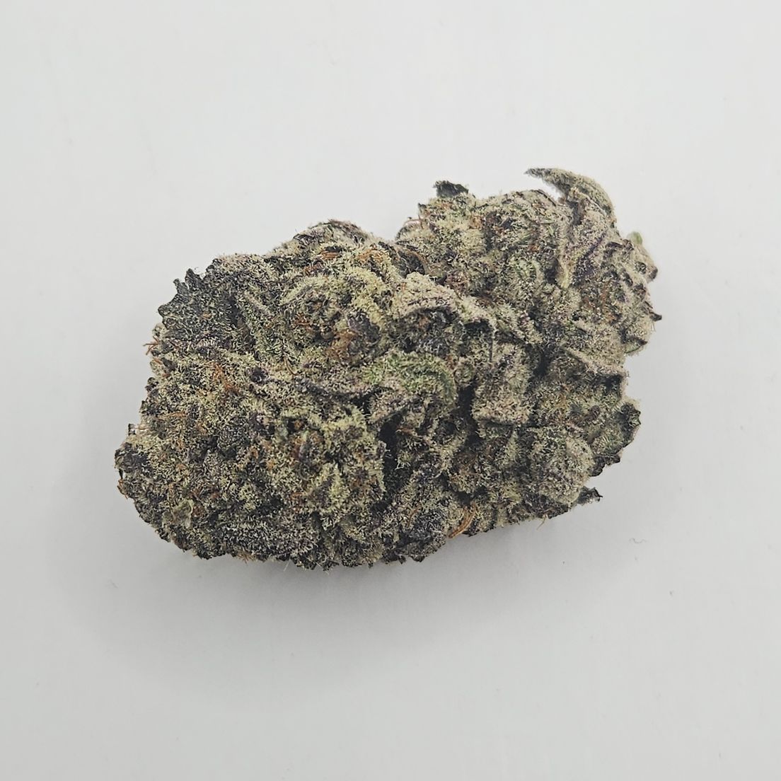 *Indoor - Purple Queen - 27% - IDH