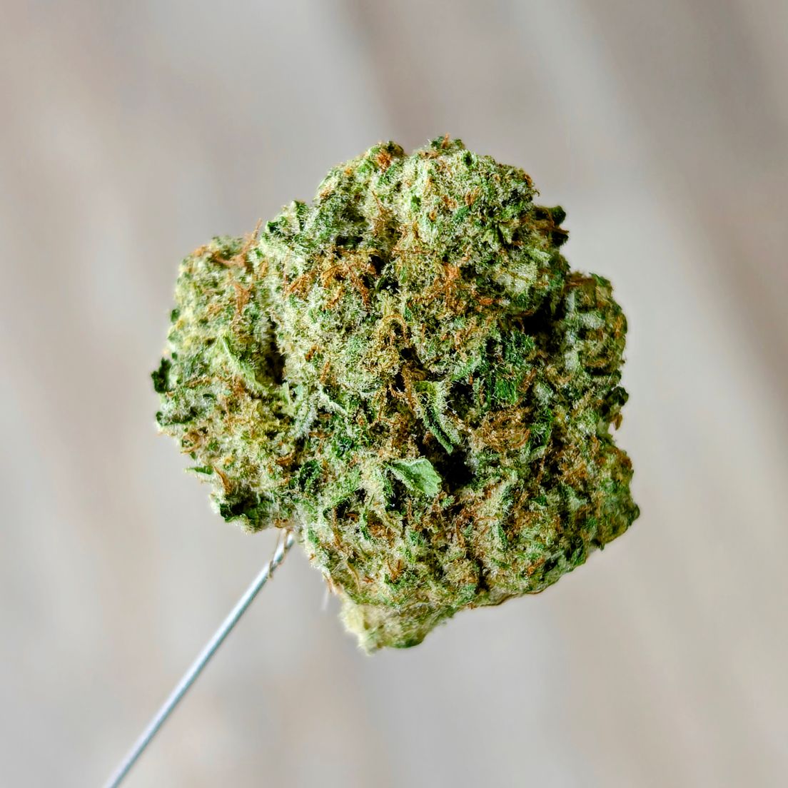 Frosted Dreams