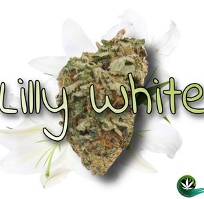 Lilly White