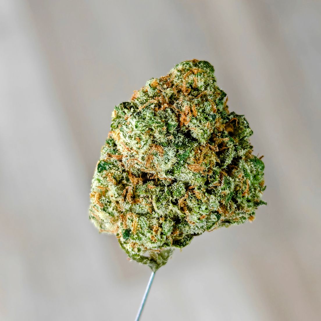 Vendetta OG