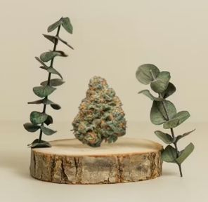 Flower- Sunflower Sunshine Bulk