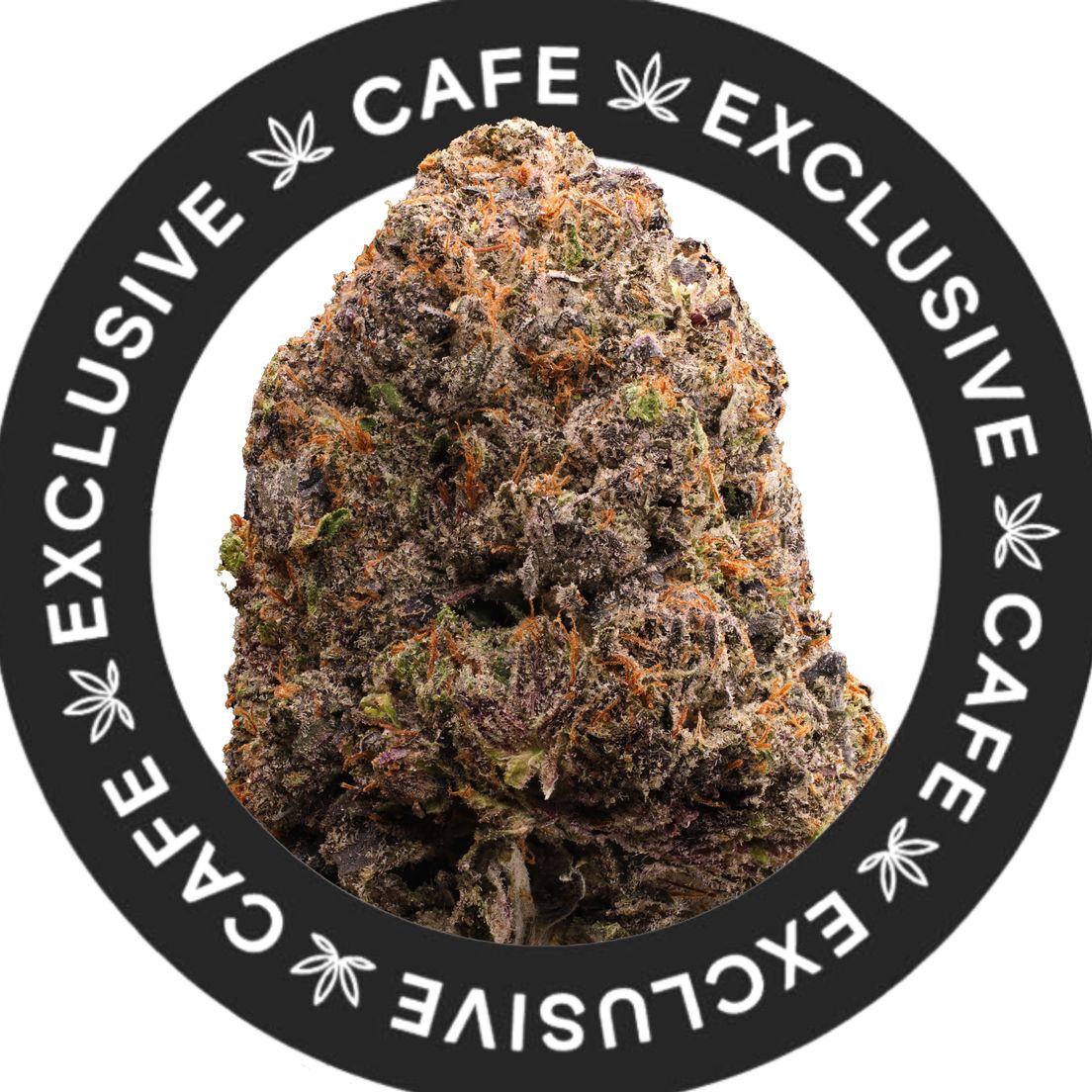 7G CAFE EXCLUSIVES- 3 IN THE PINK