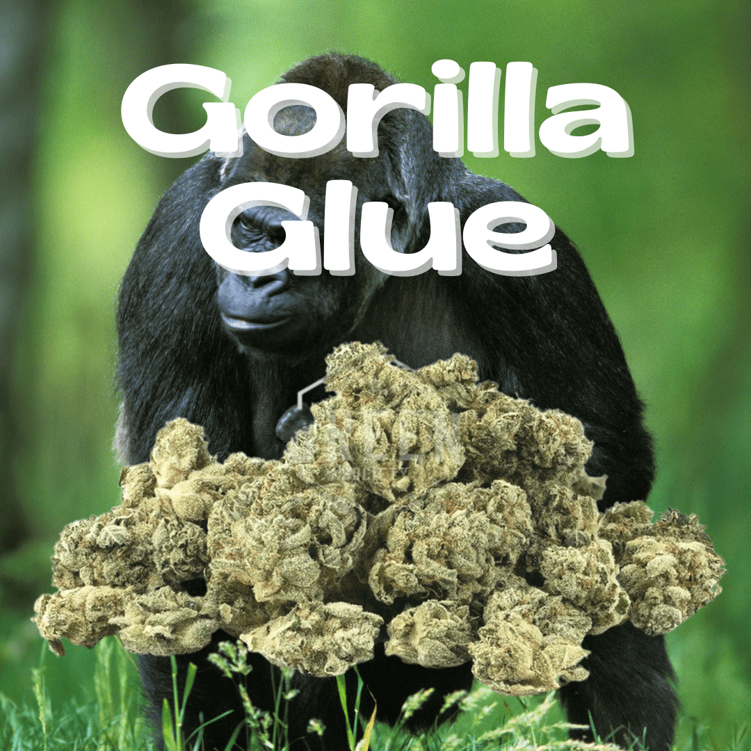 DAZE - Gorilla Glue (14g)