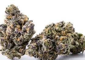 111. Sunset Sherbet - 7g Flower