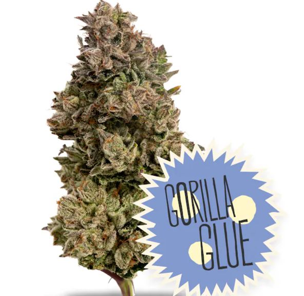 District Cannabis | Gorilla Glue #4 - Flower | 3.5g | Hybrid