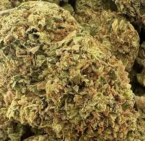 14G - SWEET ISLAND SKUNK (AAA)