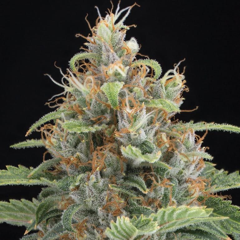 Cannabiotix | L'Orange 32.11% THC 3.5g