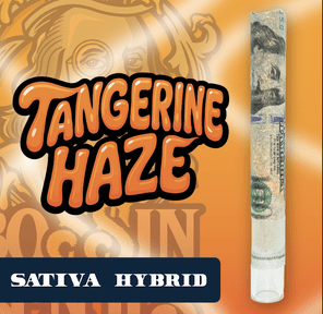 RR|Bossin Benji|Tangerine Haze