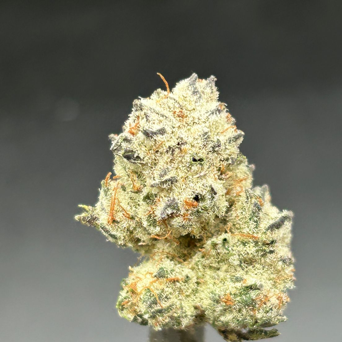 Blue Cookies - Tier 3
