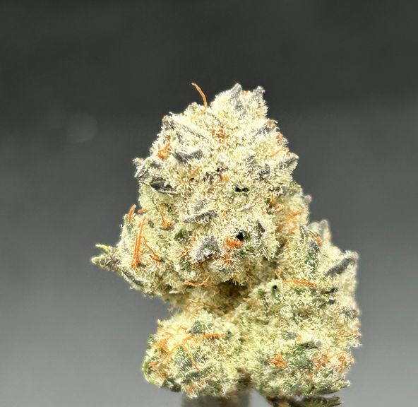 Blue Cookies - Tier 3