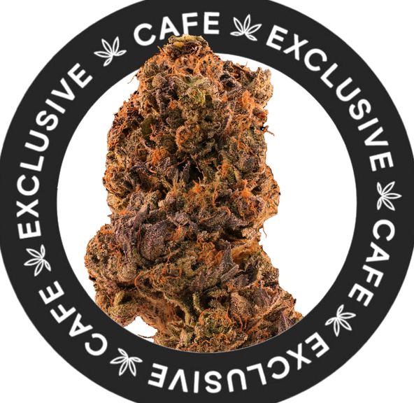 7G CAFE EXCLUSIVES- PINK NITROUS