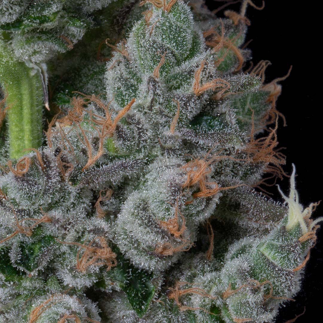 Flower-Zack's Cake 1g