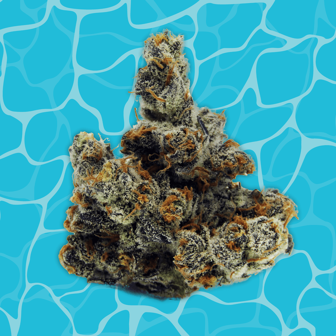 Buoyant Bob | Bob's Nutty Professor | Big Bud 3.5g