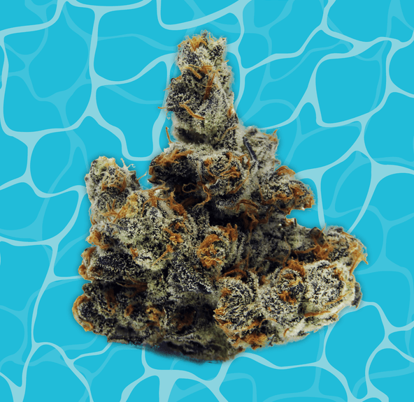 Buoyant Bob | Bob's Nutty Professor | Big Bud 3.5g