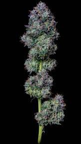 Flower-Panama Red Bulk