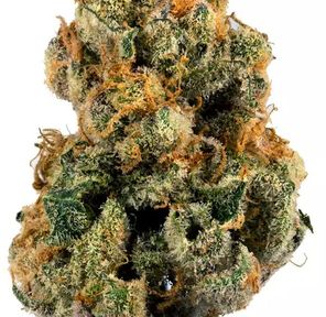 9lb Hammer Flower Bulk